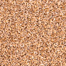Sanniti Pearled Farro, 17.6 oz Pasta & Dry Goods Sanniti