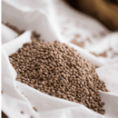 Casino di Caprafico Lentils, 17.6 oz Pasta & Dry Goods Casino di Caprafico