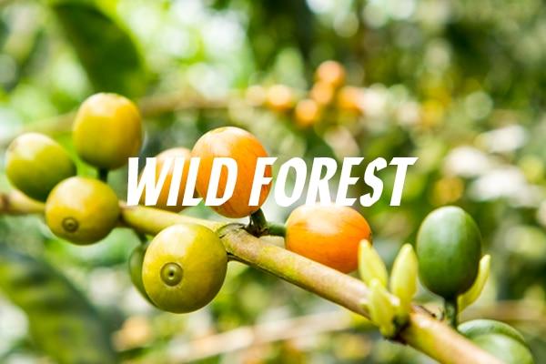 Devocion Fresh Wild Forest Whole Bean Coffee, 12 oz (Roasted to Order)