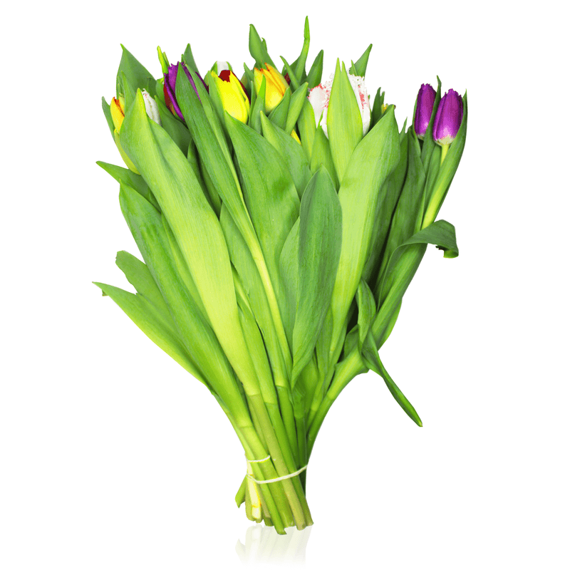 Dutch Tulip Masters, 10 Stem Bunches Supermarket Italy 
