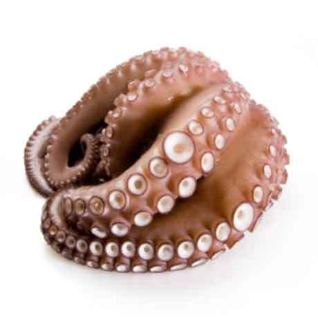 Mmmediterranean Fresh Spanish Flower Octopus